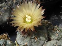 Neoporteria (Pyrrocactus) vertongenii VS0029.JPG